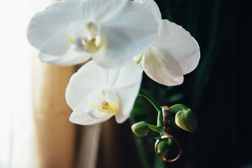 wedding rings on flowers