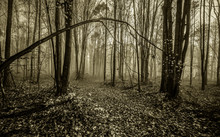 Foggy Forest Path In Michigan. Foggy Forest Leaf Strewn Path Winding Through A Northern Michigan Forest. Horizontal In Black And White With Copy Space In The Foreground