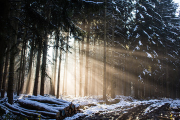 Wall Mural - Sunrays in the dark winter forest