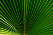 © surasak - Texture of Palm leaves  background.
