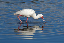 African Spoonbill (Platalea Alba) Foraging In Shallow Water, South Africa.