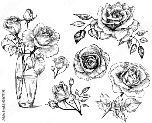 Set Roses Collection Hand Drawn Rose Vector Buy This Stock