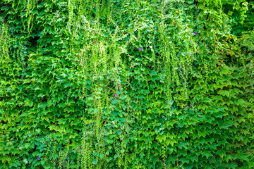 Wall Mural - Green leaves background