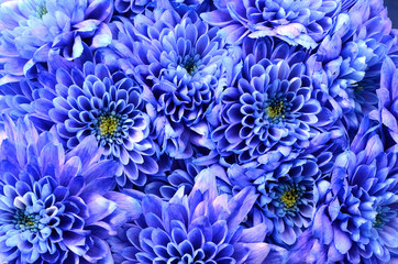 Fotomurales - Details of blue flower for background or texture