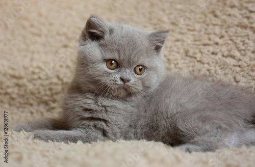 British Shorthair Blue Lilac Kitten 2 Month S Old With Orange