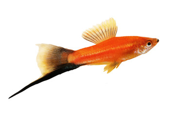 Wall Mural - Red Swordtail Male black tail Xiphophorus Helleri aquarium fish isolated on white