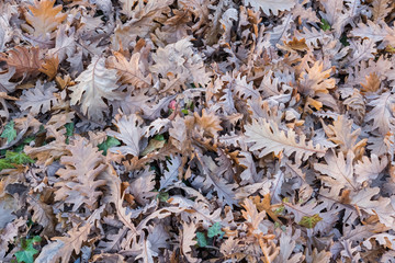 Poster - Green and Brown Leaves on the Ground, Autumn, Fall Season Backgr