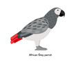 African gray parrot with red tail