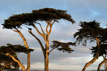 California Cypresses