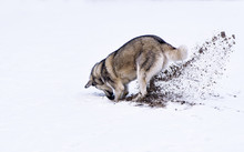 Dog Digging In Snow
