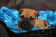 Bulli Pei puppy in a basket