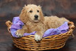 Golden Retriever puppy in basket