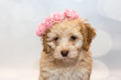Cavachon puppy with a flower crown
