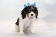 Cavalier King Charles with a flower crown