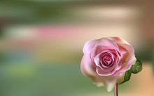 Delicate Pink Rose On A Blurred Green Background