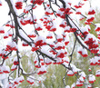 Branch with bunches of rowan berries under snow close-up in winter snowfall in the city. First snow fell, a beautiful red and white pattern. Rowan tree in the snow on a white and green background.