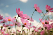 Pink Cosmos wildflowers