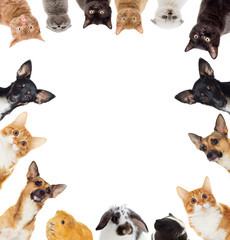 Wall Mural - Group of pets peeking