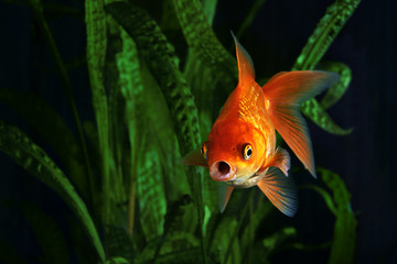 Canvas Print - Goldfish, aquarium, a fish on the background of aquatic plants