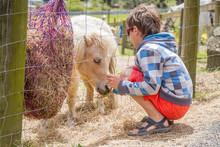 Outdoor Portrait Of Young Happy Smiling Boy Feeding Pony Horse O