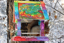 Squirrel Inside Of Colorful Bird Feeder In Winter Park