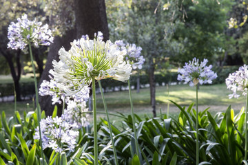 sun light on the Agapanthus africanus