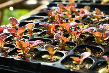 Red Lettuce In Seeding Tray Closeup