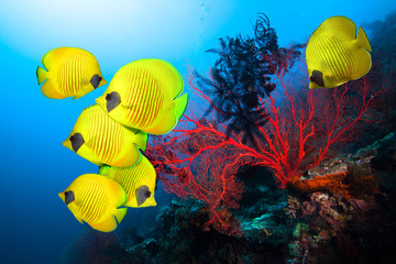 Wall Mural - Underwater image of coral reef and School of Masked Butterfly Fish 