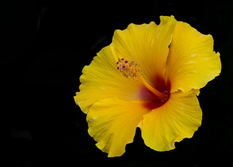 Yellow hibiscus tropical flower isolated on black background