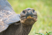 Close Up Of Giant Turtle In El Chato Tortoise Reserve, Galapagos Island, Ecuador