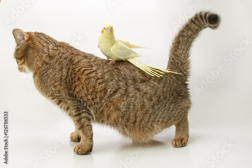 British Shorthair Cat And Corella Parrot Yellow 2 Buy This Stock