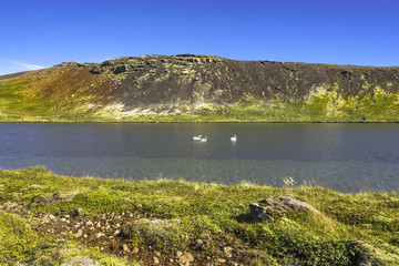 Wall Mural - Icelandic whooper swan family at lake in evening, Iceland, summe