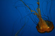 Jellyfish, swimming upside down