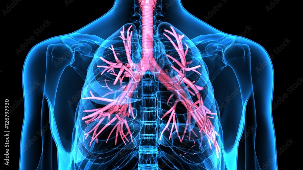 
3Dillustration Human Respiratory System - obrazy, fototapety, plakaty 