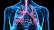 
3Dillustration Human Respiratory System