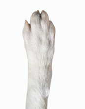 Closeup Of Dog Paw