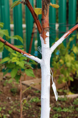 Canvas Print - Whitewashed young fruit tree against spring sunscald in the autumn garden