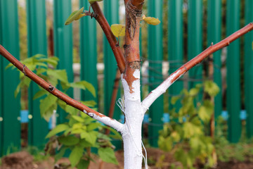 Canvas Print - Whitewashed young fruit tree against spring sunscald in the autumn garden