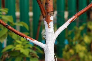 Canvas Print - Whitewashed young fruit tree against spring sunscald in the autumn garden