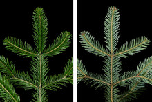European Silver Fir Branch Upper Side On Black Background. Foliage Of Abies Alba, An Evergreen Coniferous Tree. Glossy Dark Green Needle Like Leaves Above, Whitish Wax Covered Bands Of Stomata Below.