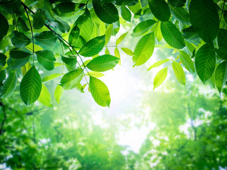 green leaves with sun