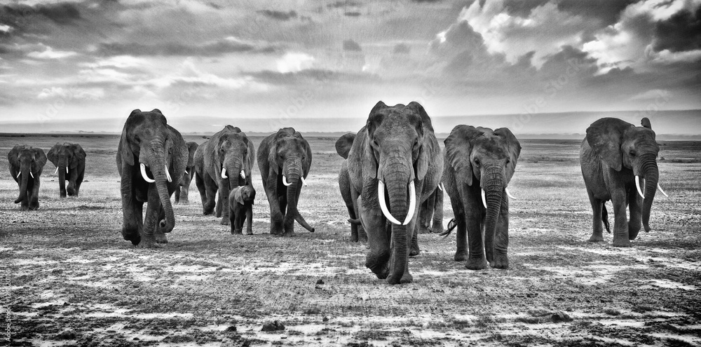 Family of elephants walking group on the African savannah at photographer - obrazy, fototapety, plakaty 