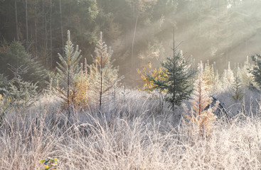 Wall Mural - sunbeams over frosty meadow in forest