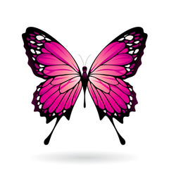 Colorful Butterfly Illustration