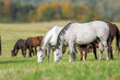 Herd of horses grazing grass.