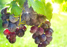 Fresh Grapes Growing On Vine