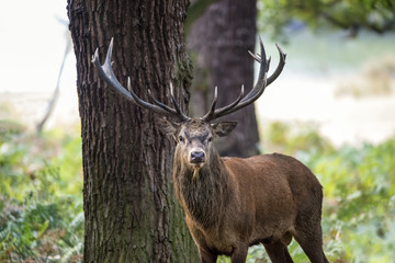 Wall Mural - majestic powerful red deer stag cervus elaphus in forest landsca