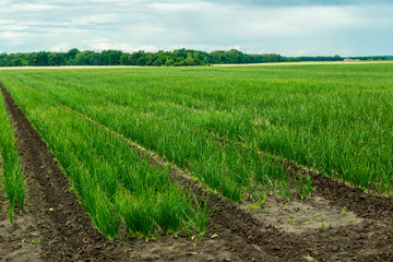 Wall Mural - Agricultural field with onion