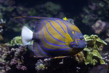 Blue ring angelfish (Pomacanthus annularis).