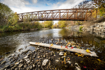 Wall Mural - Fall colored leaves on a log in Boise River